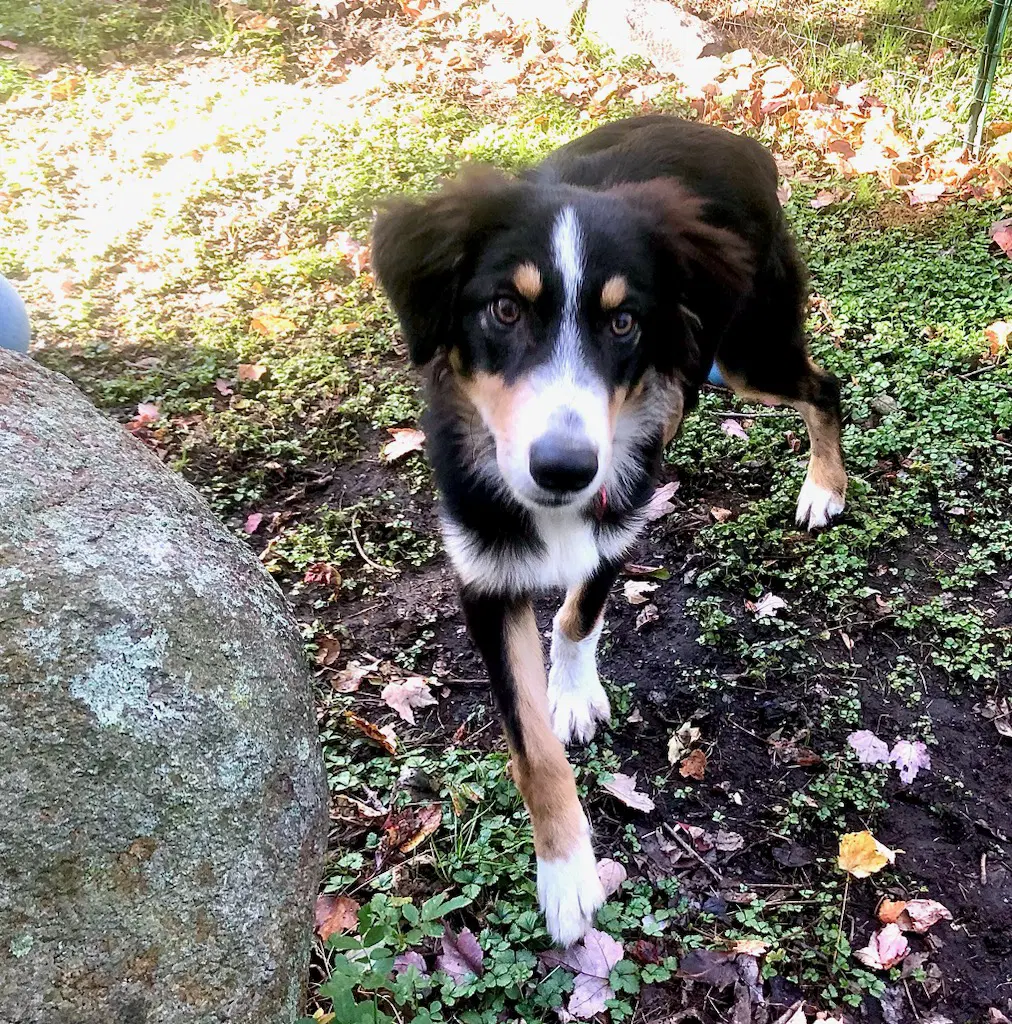 Chip Local Meet Me - Australian Shepherd