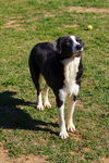 Tess Toy
