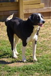 Tess Toy