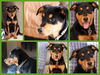 Ollie *LOCAL* Paws