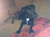 Laney *LOCAL*