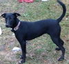 Laney *LOCAL*