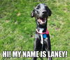Laney *LOCAL*
