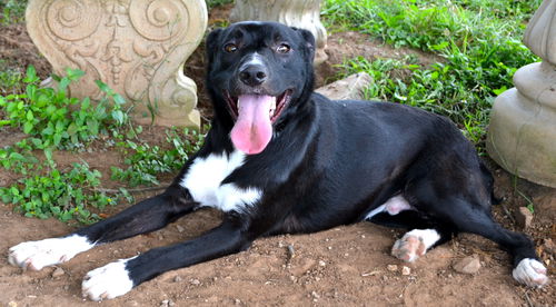 Oreo (aka Teddy) *LOCAL* MEET ME!