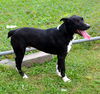 Oreo (aka Teddy) *LOCAL* MEET ME!