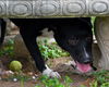 Oreo (aka Teddy) *LOCAL* MEET ME!