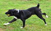 Oreo (aka Teddy) *LOCAL* MEET ME!