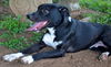 Oreo (aka Teddy) *LOCAL* MEET ME!