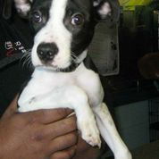 Ziggy *LOCAL MEET ME!*