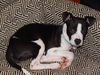 Ziggy *LOCAL MEET ME!*