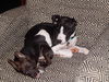 Ziggy *LOCAL MEET ME!*