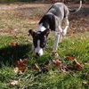 Ziggy *LOCAL MEET ME!*