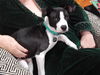 Ziggy *LOCAL MEET ME!*