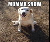 Sampson Snow *LOCAL MEET ME!*