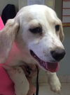 Camilla (aka Goldie) *LOCAL*
