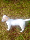 Camilla (aka Goldie) *LOCAL*