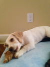 Camilla (aka Goldie) *LOCAL*