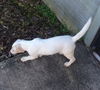 Camilla (aka Goldie) *LOCAL*