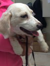 Camilla (aka Goldie) *LOCAL*