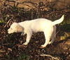 Camilla (aka Goldie) *LOCAL*