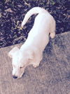Camilla (aka Goldie) *LOCAL*