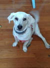 Camilla (aka Goldie) *LOCAL*