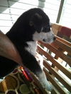 Jake