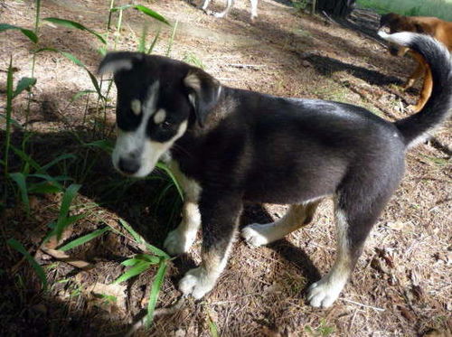 Jake