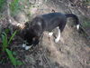 Jake