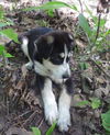 Jake