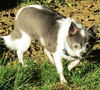 Jasmine *LOCAL*