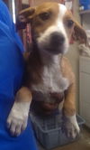Maggie (prev. Blossom) *LOCAL*