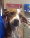 Maggie (prev. Blossom) *LOCAL*