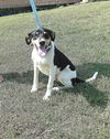 Daisy *LOCAL*