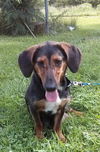 Maya (aka BeeBee) *LOCAL* MEET ME!