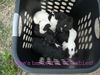 Maya (aka BeeBee) *LOCAL* MEET ME!