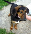 Maya (aka BeeBee) *LOCAL* MEET ME!