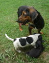 Maya (aka BeeBee) *LOCAL* MEET ME!