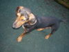Maya (aka BeeBee) *LOCAL* MEET ME!