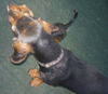 Maya (aka BeeBee) *LOCAL* MEET ME!