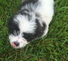 Oreo Bar