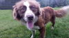 Kane (aka Banjo) *LOCAL*