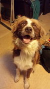 Kane (aka Banjo) *LOCAL*