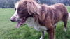 Kane (aka Banjo) *LOCAL*