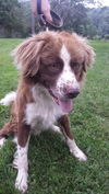 Kane (aka Banjo) *LOCAL*