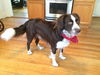 Kane (aka Banjo) *LOCAL*
