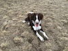 Kane (aka Banjo) *LOCAL*