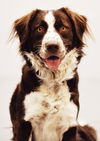 Kane (aka Banjo) *LOCAL*