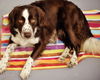 Kane (aka Banjo) *LOCAL*