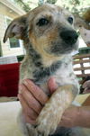 Ziva NCIS *LOCAL*